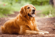 clipart:_ltw-cacnfq= dog
