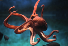 clipart:4key8ipdeiu= octopus