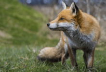 clipart:47mhvqj89ym= fox