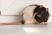 clipart:9-c_zorkiqa= mouse