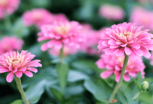 clipart:5ftz0amu-rq= flowers