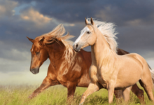 clipart:8ph6q0ltrde= horse