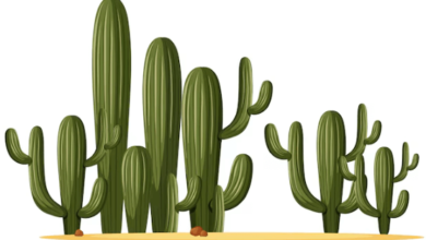 Clipart:39ylbqwjxos= Cactus