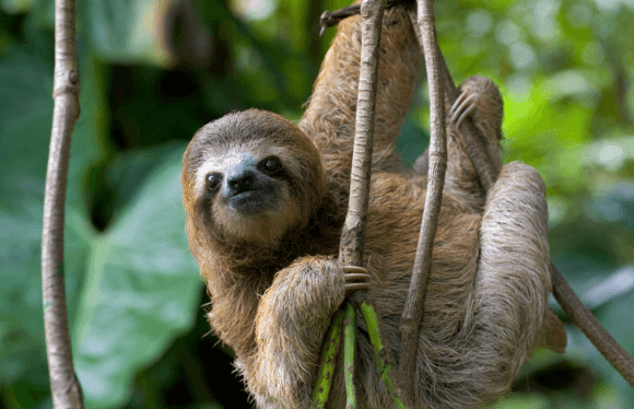 Clipart:93pdvfpkcxa= Sloth