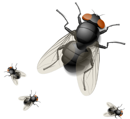 Clipart:37k-Bssc6es= Fly