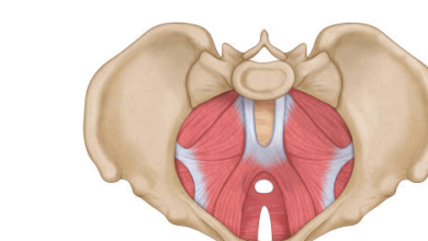 Female:3vrgq8dvgqs= Anatomy