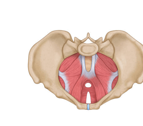 Female:3vrgq8dvgqs= Anatomy