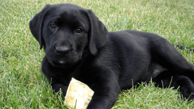 Female:6s8fvld0r48= Black Lab