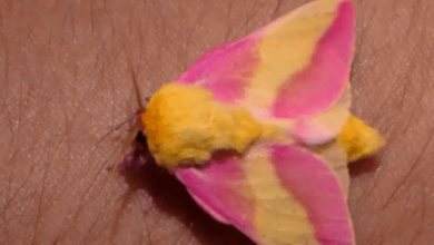 Cute:1sfley8ff_E= Rosy Maple Moth