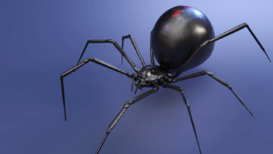 Cute:3pjzbkrl66g= Black Widow Spider