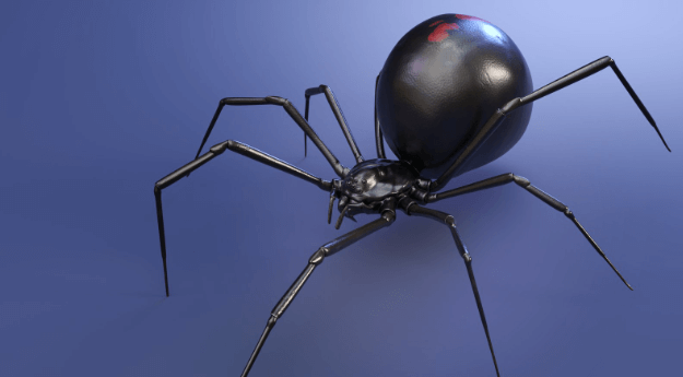 Cute:3pjzbkrl66g= Black Widow Spider