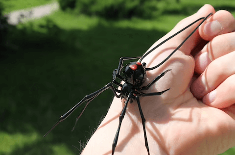 Cute:3pjzbkrl66g= Black Widow Spider