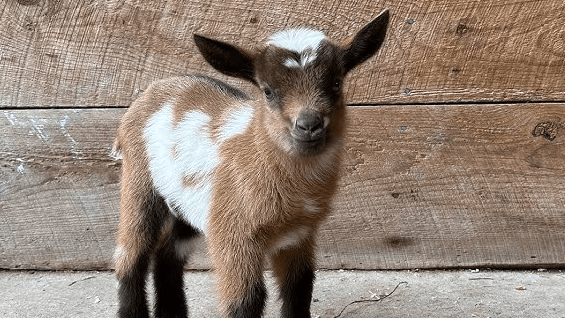 Cute:5ajp0jlbw0a= Baby Goats