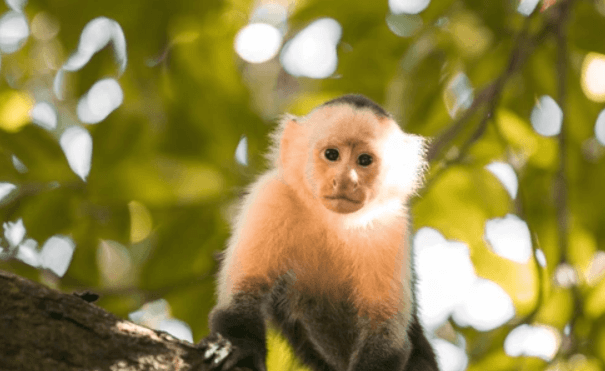 Cute:1xtrduzahqy= Capuchin Monkey