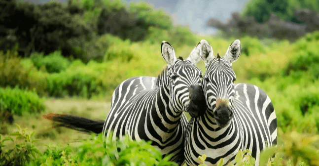 Cute:3ps8dlwzmwe= Zebra