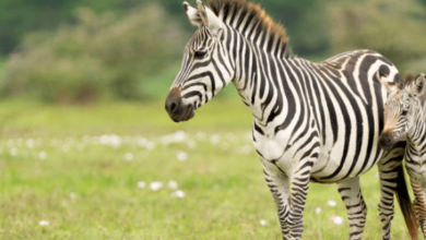 Cute:3ps8dlwzmwe= Zebra