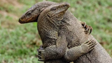 Cute:4jevscdgfka= Komodo Dragon