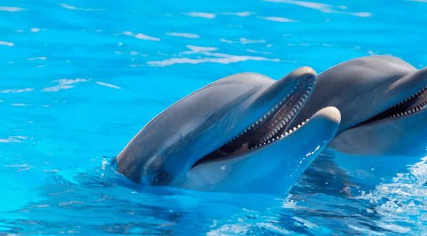 Cute:6ieo-Qnqukg= Dolphins