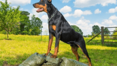 Find the Perfect Doberman Puppies for Sale in Virginia Today