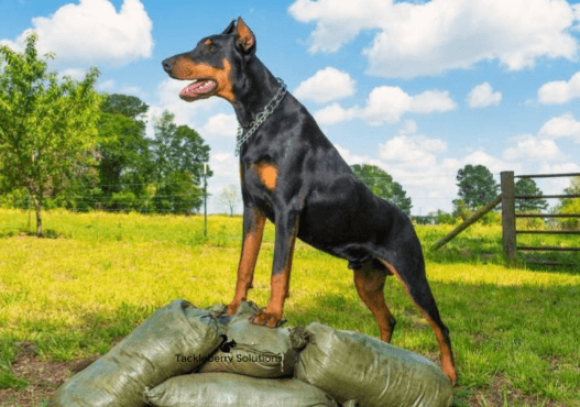 Find the Perfect Doberman Puppies for Sale in Virginia Today