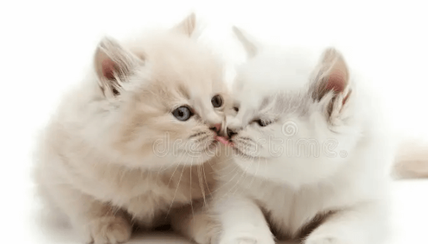 Baby:8umu_V53hiy= Kittys