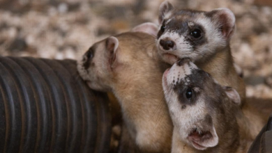 Baby:7oiiebchsnk= Black Footed Ferret