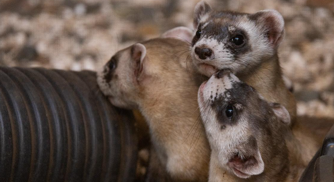 Baby:7oiiebchsnk= Black Footed Ferret