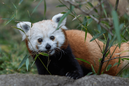 Baby:7oiiebchsnk= Black Footed Ferret