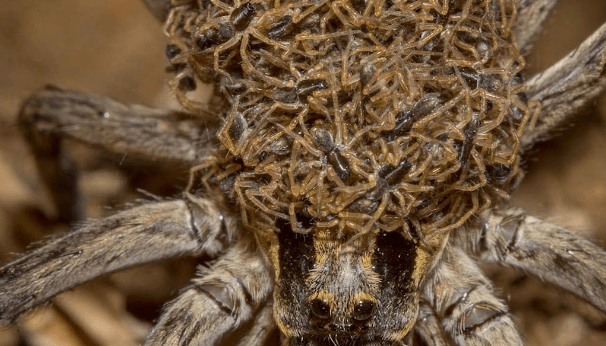 Baby:7pbwqladmxu= Wolf Spider