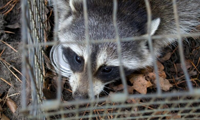 Raccoon Removal Mistakes: Avoid Common Pitfalls for Effective Control