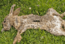 Rabbit Crushed to Death