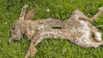 Rabbit Crushed to Death