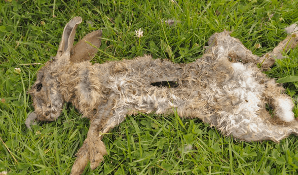 Rabbit Crushed to Death