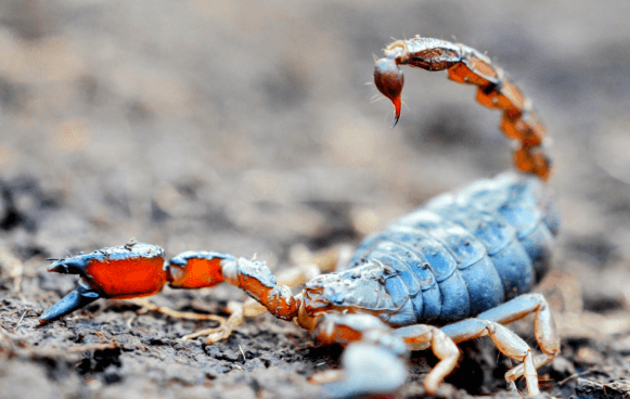 Venom of the Blue Scorpion