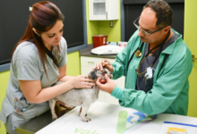 How Veterinary Clinics Support Senior Pet Wellness