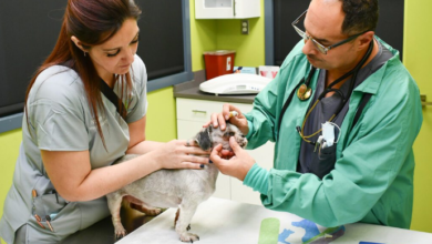 How Veterinary Clinics Support Senior Pet Wellness