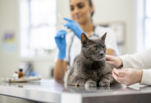 The Role Of Veterinary Clinics In Preventive Pet Care
