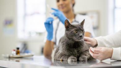 The Role Of Veterinary Clinics In Preventive Pet Care
