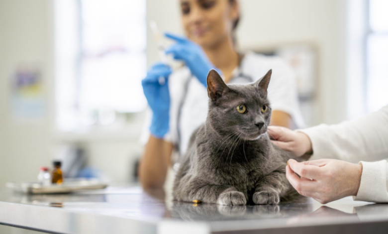 The Role Of Veterinary Clinics In Preventive Pet Care