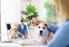 4 Benefits Of Telehealth Options In Veterinary Care