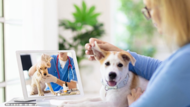 4 Benefits Of Telehealth Options In Veterinary Care