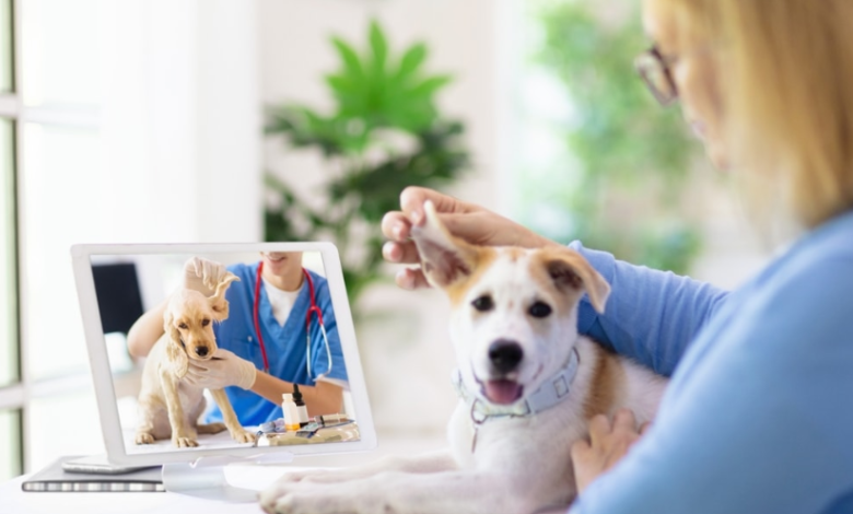 4 Benefits Of Telehealth Options In Veterinary Care