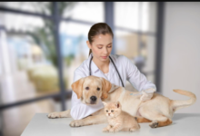Why Animal Hospitals Are Essential For Long-Term Preventive Care