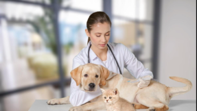 Why Animal Hospitals Are Essential For Long-Term Preventive Care