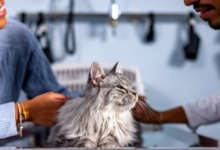 5 Reasons To Choose A Cat Clinic Over A General Vet