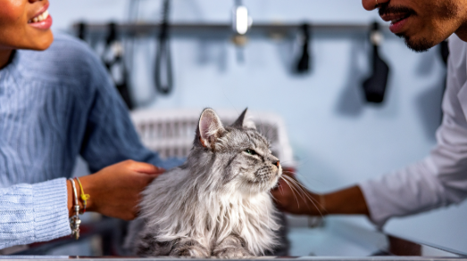5 Reasons To Choose A Cat Clinic Over A General Vet