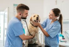 4 Signs Your Pet Should Visit An Animal Hospital Immediately
