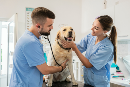 4 Signs Your Pet Should Visit An Animal Hospital Immediately