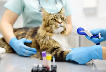 Why Veterinary Hospitals Are Essential For Chronic Condition Management