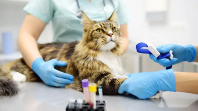 Why Veterinary Hospitals Are Essential For Chronic Condition Management